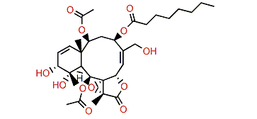 Violide N